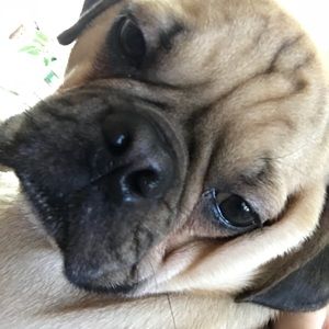 Meet your Posher, Ian